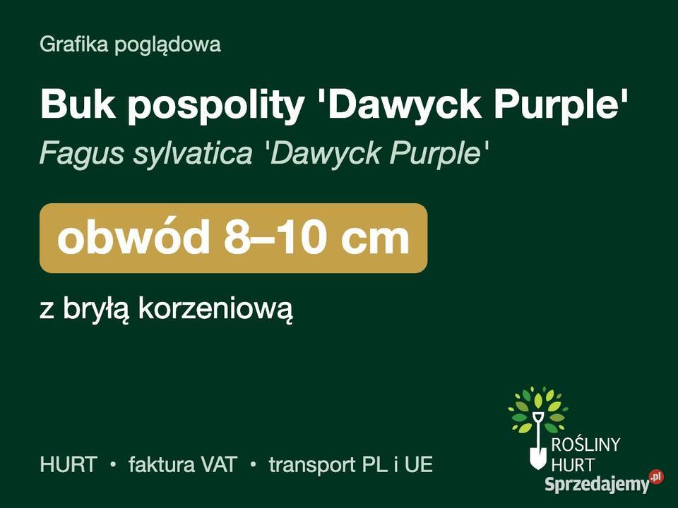 Buk pospolity Dawyck Purple obwód 810 z bryłą
