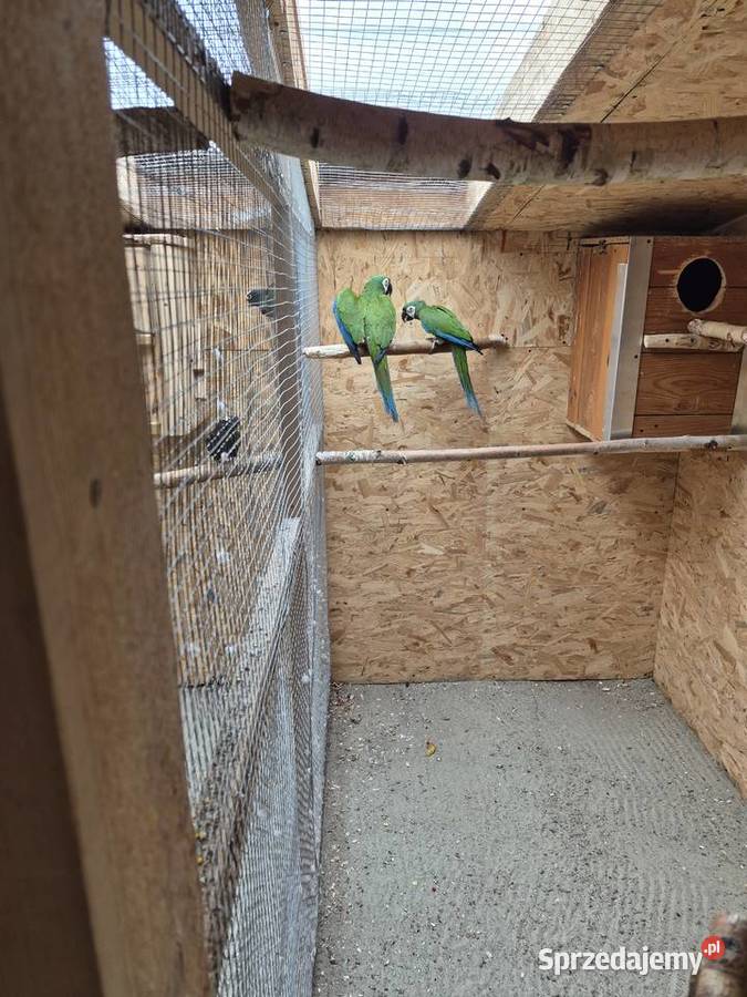 Para ary ararauny Przeworsk