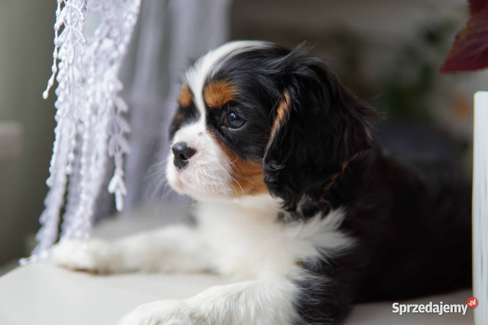 Szczenięta Cavalier King Charles Spaniel Rzeszów