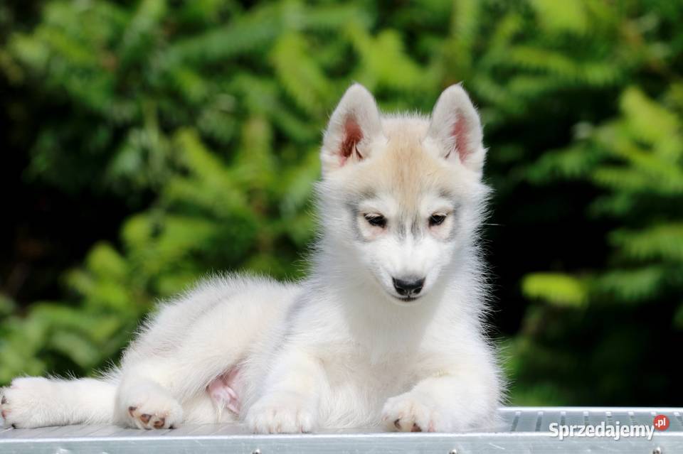 Siberian Husky ZKwP Żukowo