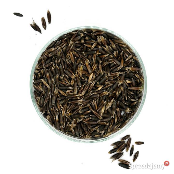 Owies czarny gniady Rozprza