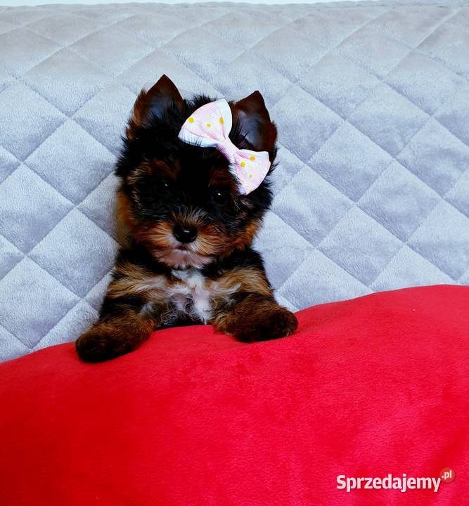 Śliczna mini suczka Yorkshire Terrier Carrier Do sprzedam