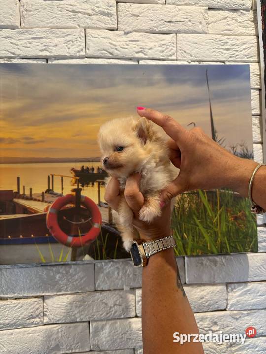 Szpic miniaturowy pomeranian dziewczynka Poniszowice