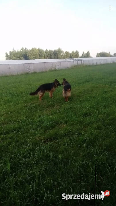 Owczarek niemiecki Stary Osów