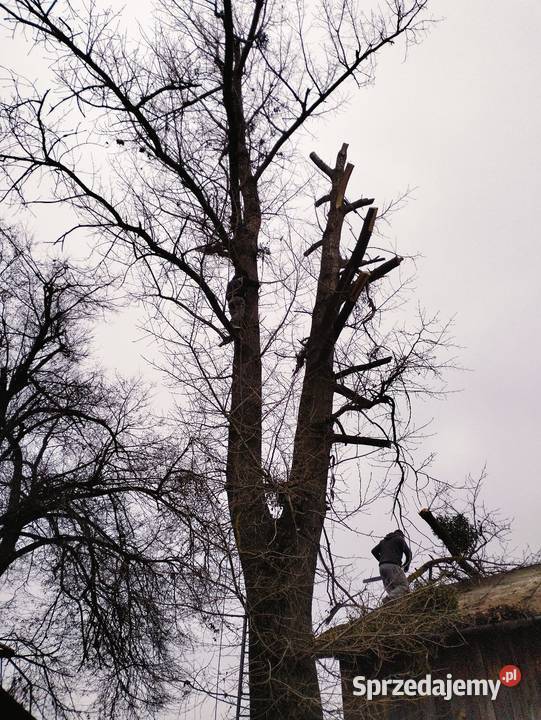 Oferuję wycinki drzew przycinanie karczowanie Pozostałe Lublin