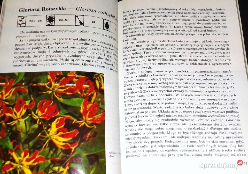 Kwitnące cebule Ozdobne rośliny cebulowe i miękka Pozostałe Chełm