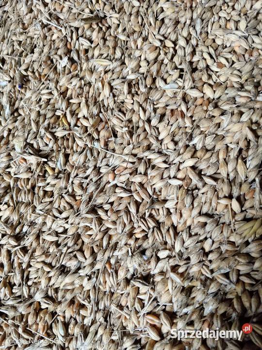 Sprzedam pszenżyto Maków Mazowiecki sprzedam