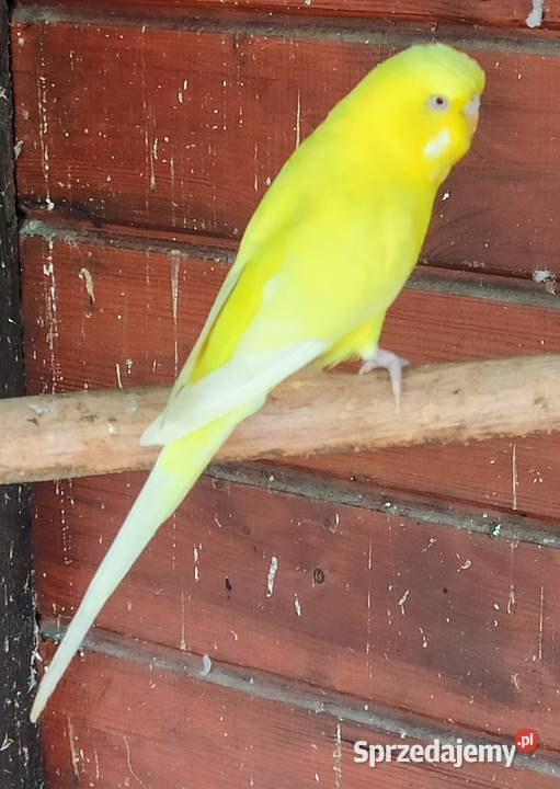 Papugi faliste Lubliniec sprzedam