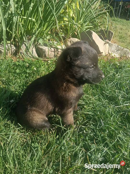 Owczarek belgijski malinois Jedlicze
