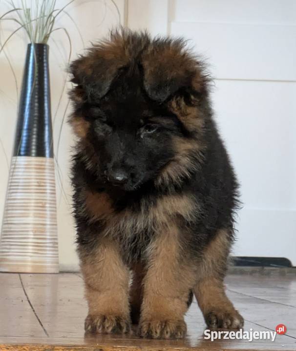 Owczarek niemiecki długowłosy Wołów
