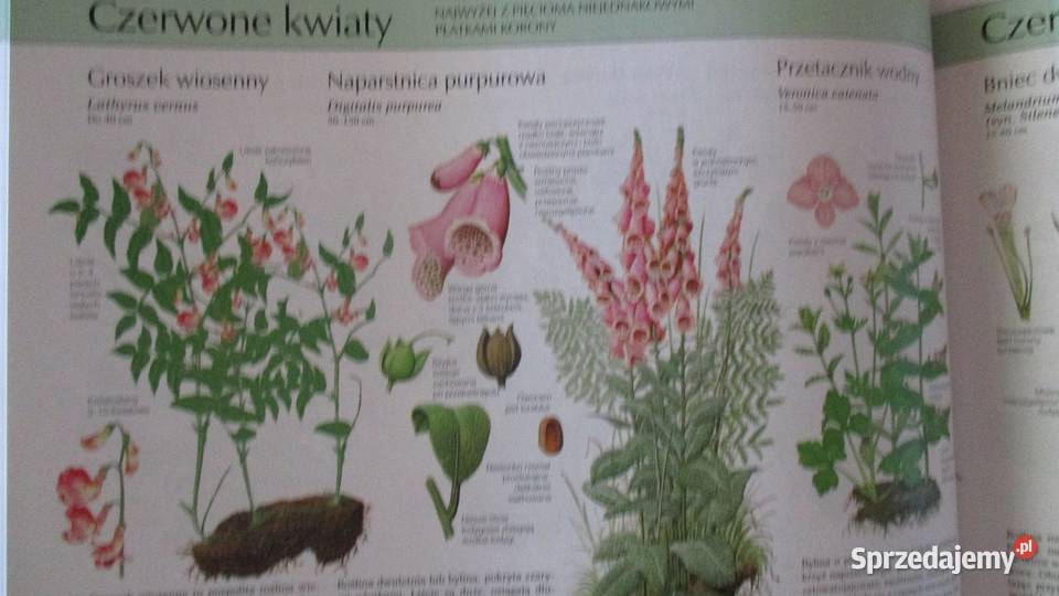 Nasza przyroda rośliny i zwierzęta Europy Książki naukowe i popularnonaukowe