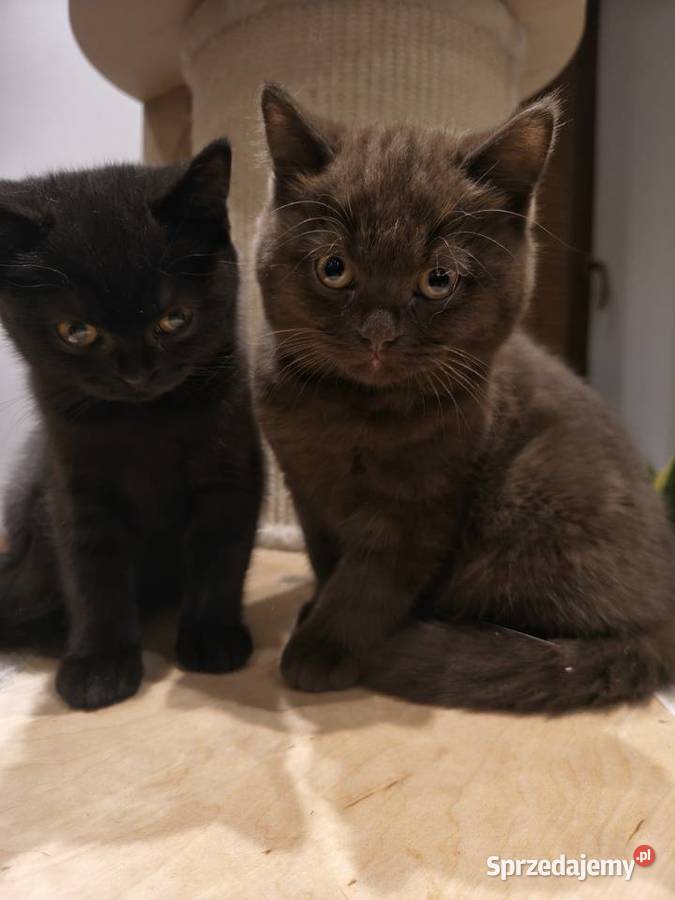 Kotka brytyjska BARBI z rodowodem FPLFIFe gotowa Przemyśl