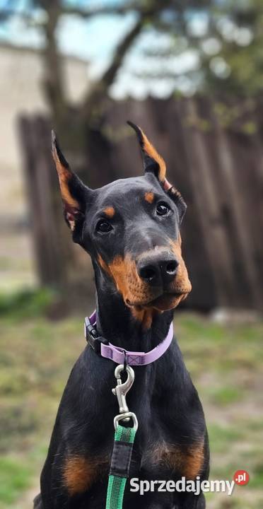 Szczeniak Doberman śliczny Chempionach Doberman Stryków