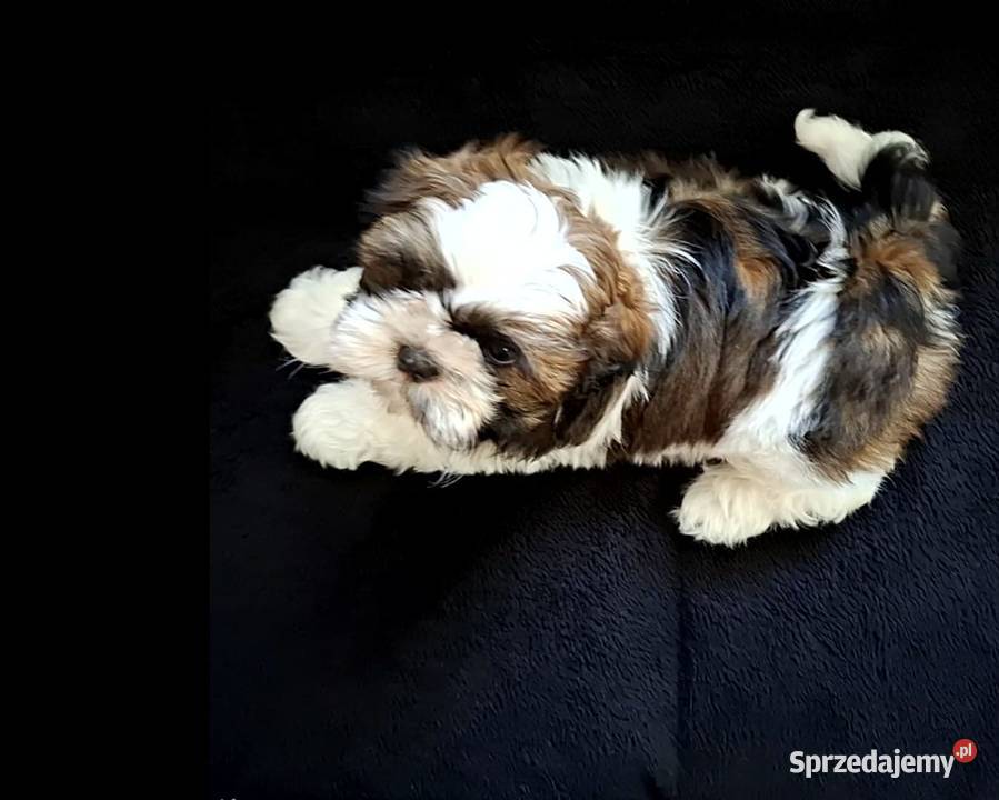 Szczeniak Shih Tzu Piesek Baszyny