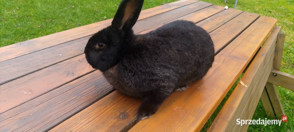 Sprzedam króliki hodowlane udomowione i na mięso Straszewo