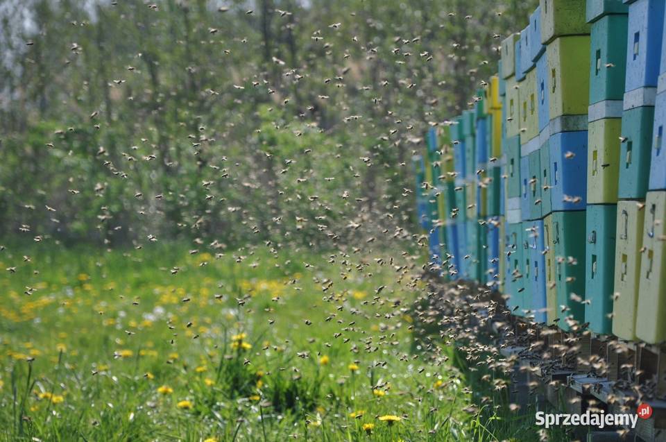 Miód lipowy z sezonu 2021 wielkopolskie Ostrzeszów sprzedam