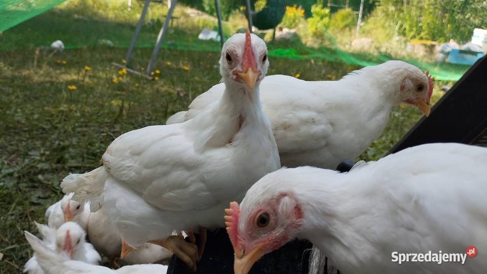 Kogutki Sussex leghorn mix Podwody
