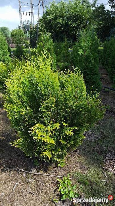 Thuja Kórnik 90100 żywopłotowa złote końcówki łódzkie Rydzyny
