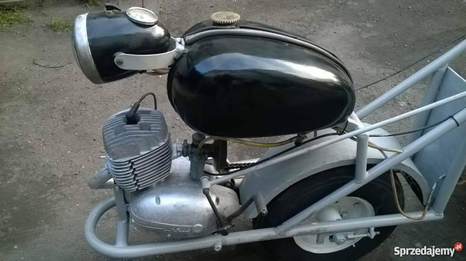 Orginalny Dzik wielkopolskie Jarocin