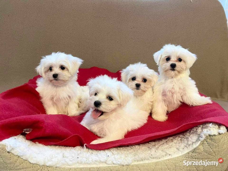 Maltańczyk maltanczyki Łukowa