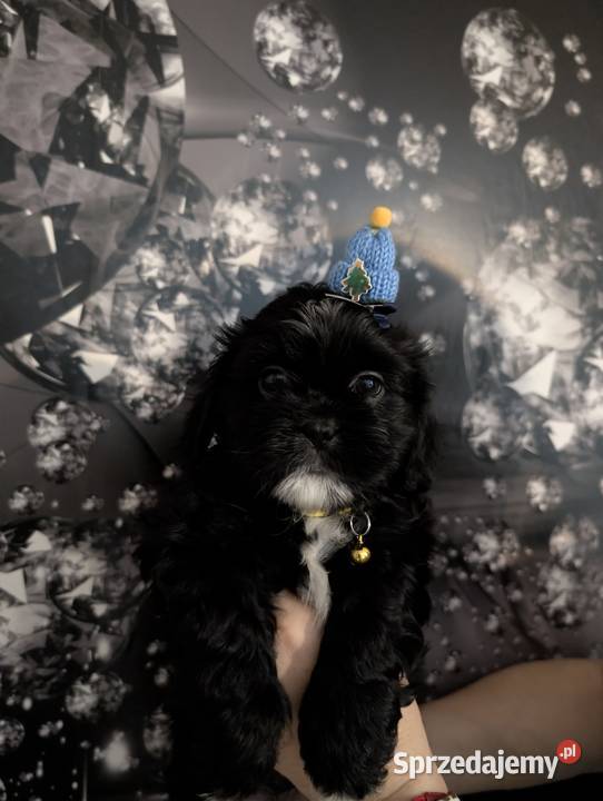 Szczenięta shih tzu z genem blue śląskie Zawiercie