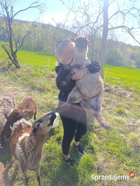 Owce młode kameruńska czarnogłówka oswojone podkarpackie sprzedam