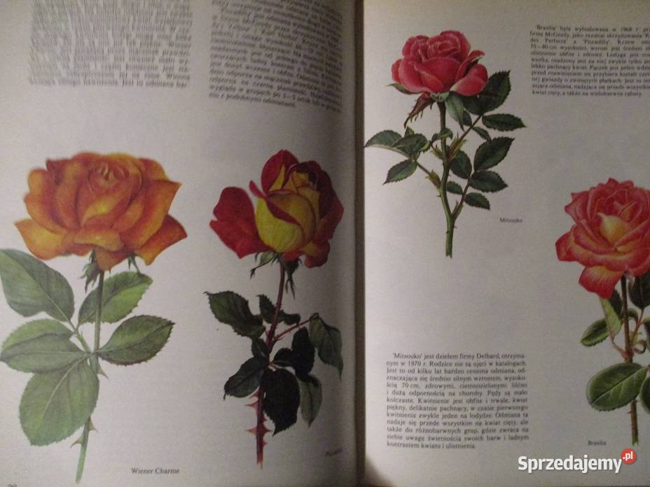 Mieszkanie w kwiatachmoje hobbykwiatyogród