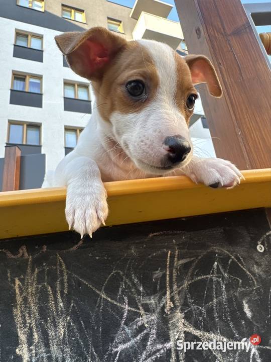 Uroczy Jack Russell Terrier z rodowodem Poznań