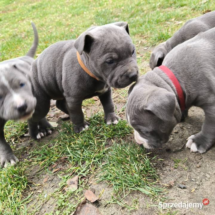 American Pitbull Terrier Żupawa