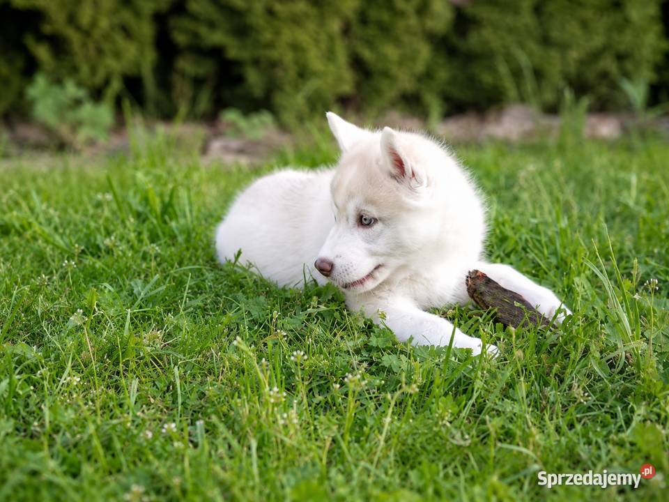 Siberian husky boy Racibórz
