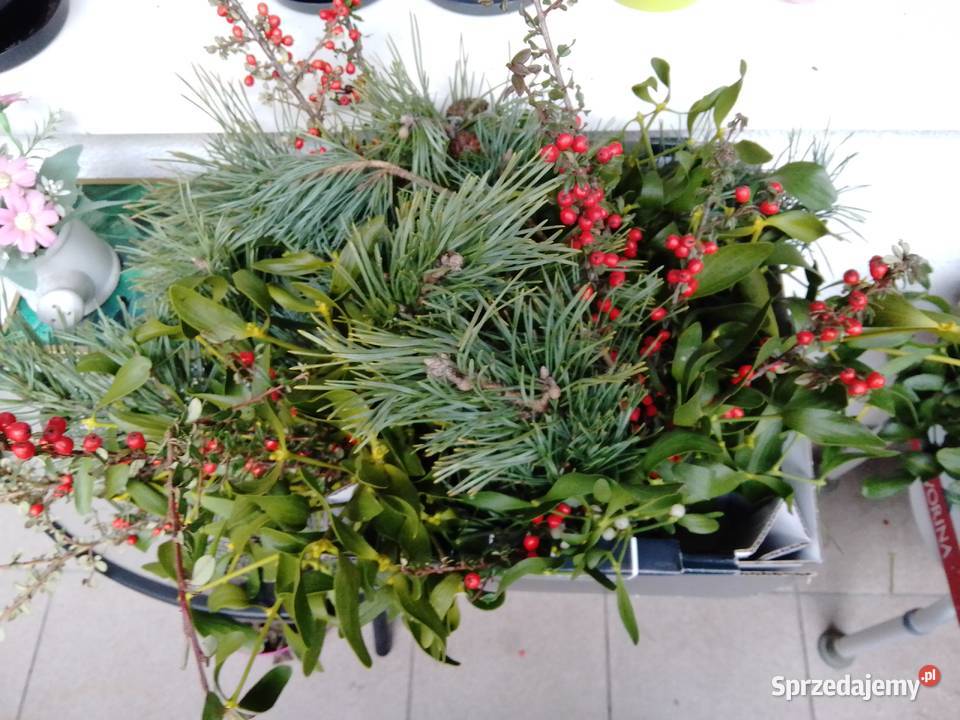 Jemiołka pęczki kulki Poznań