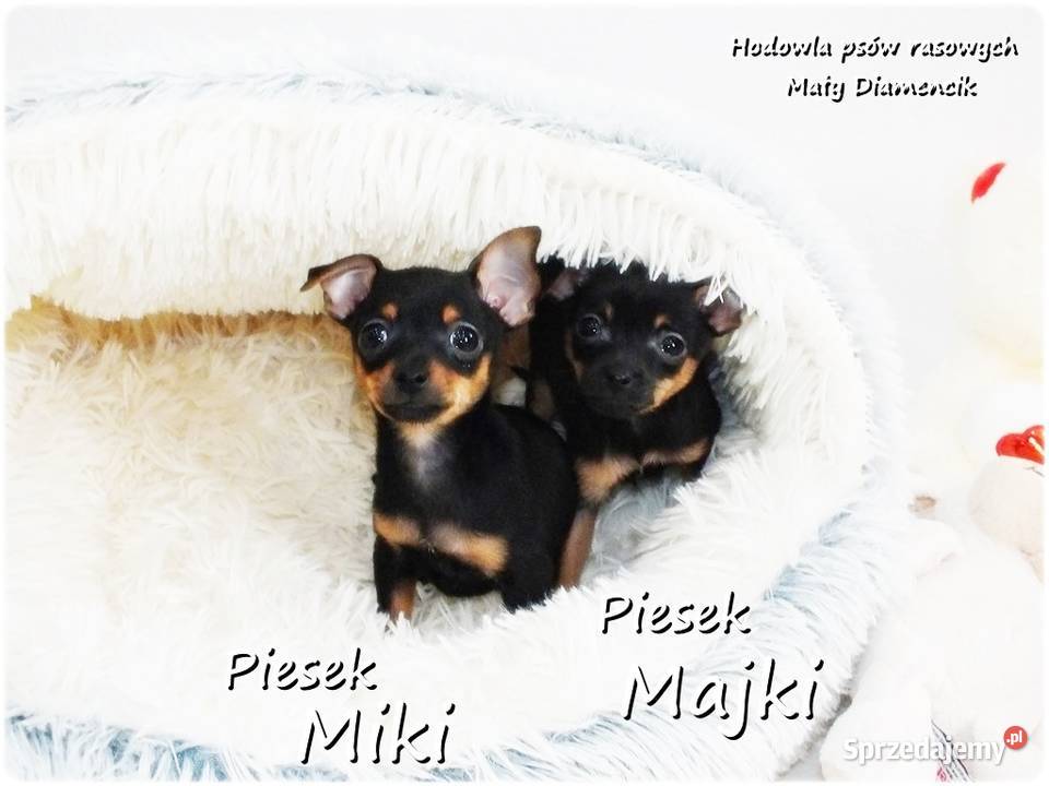 Mini Piesek Pinczer miniaturowy tzw Ratlerek Żary