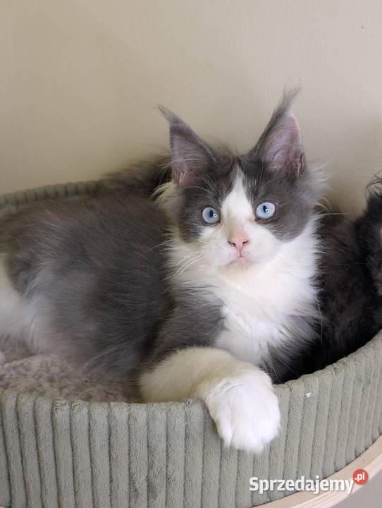 Da Vinci kocurek Maine Coon Tica Zapraszamy Pszczyna sprzedam