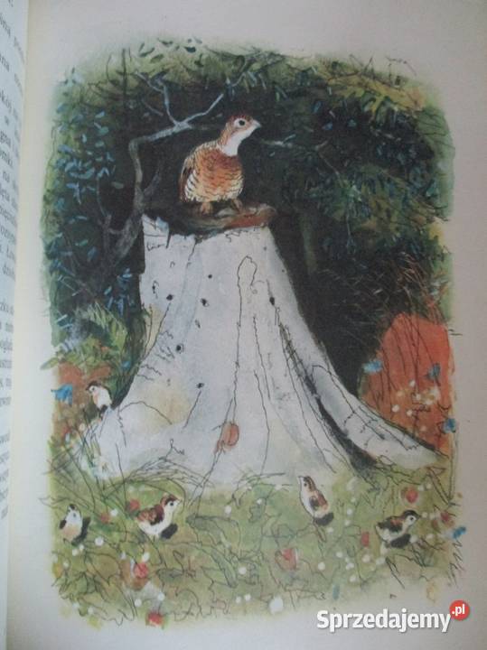 Leśne obrazki ISokołow Mikitow przyroda edukacja łódzkie Łódź