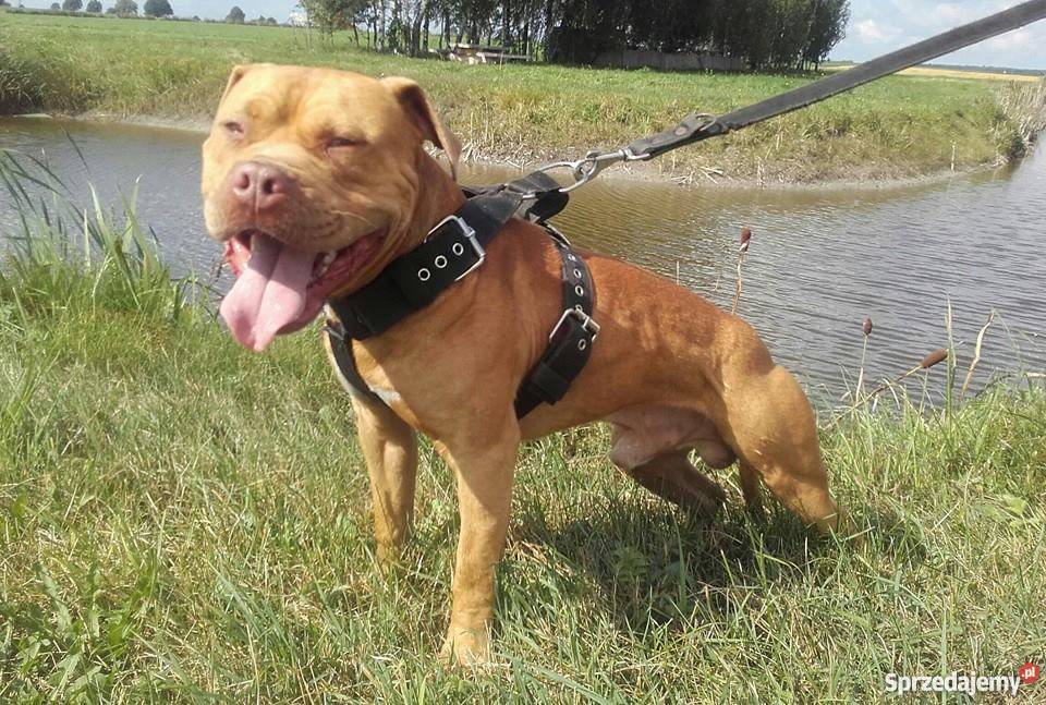 Pit bull Gniezno
