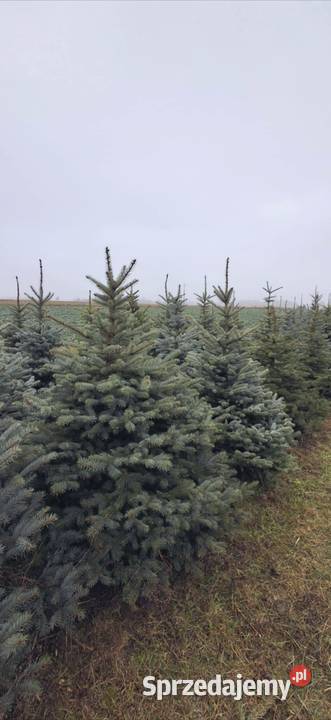 Choinki świerki