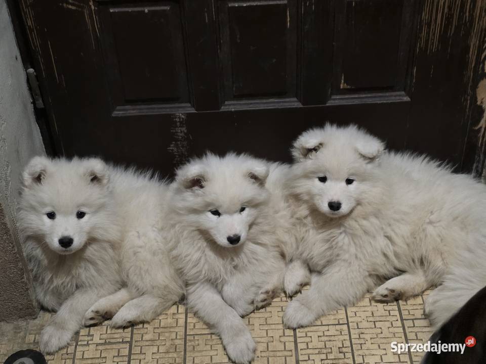 Samoyed gotowy do odbioru sprzedam