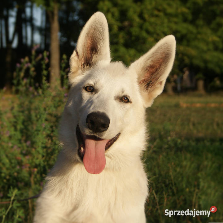 Szczenięta Białego owczarka Szwajcarskiego Hajnówka