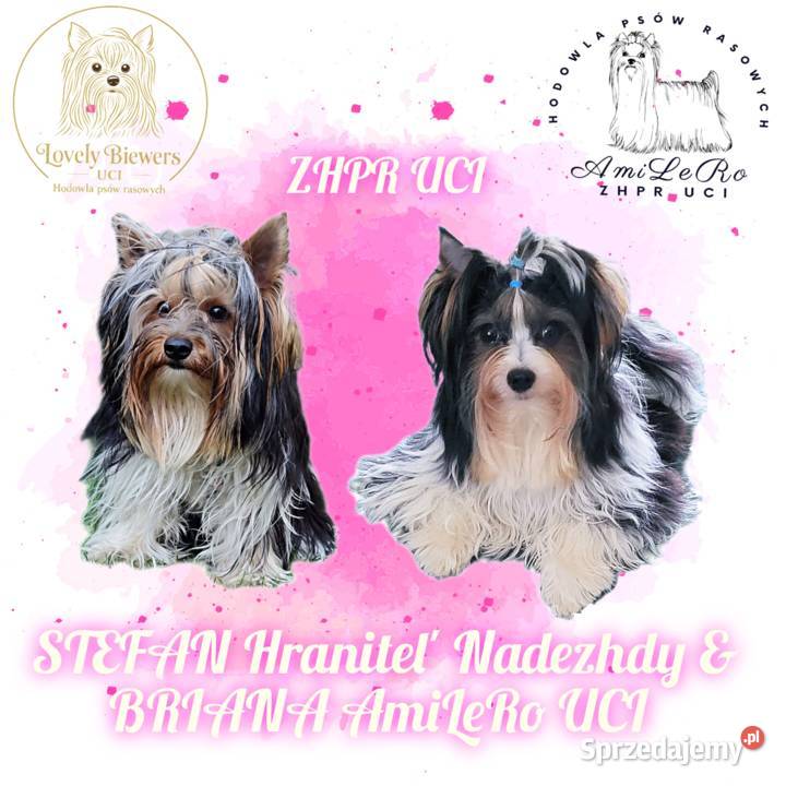 Astro Biewer Yorkshire Terrier ZHPR UCI 4 Bielsk Podlaski