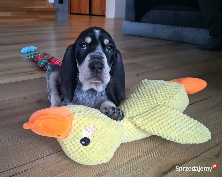 Mały gończy gaskoński FCI Pozostałe Krosno