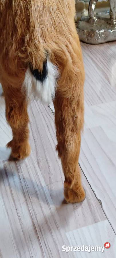 To dekoracyjna figurka jelenia popularny element Boże Narodzenie Poznań sprzedam