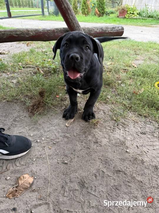 Cane Corso Cane Corso Zwierzęta lubelskie Ryki