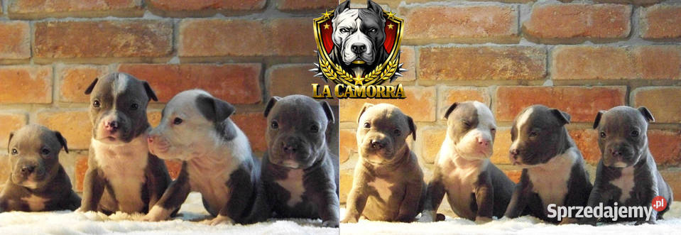 American Staffordshire Terrier Blue Samiec Paczków