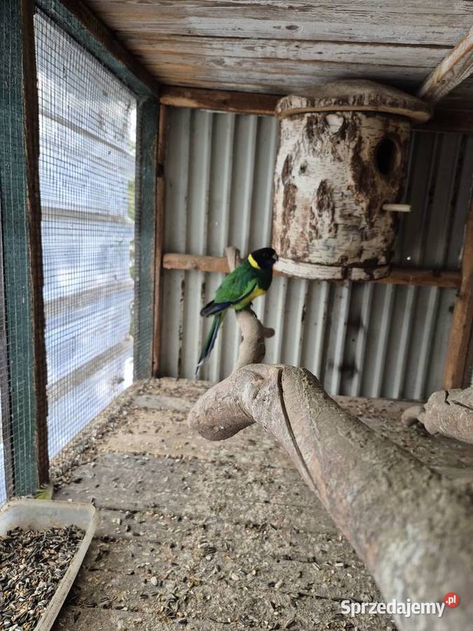 Papuga kargen żółto brzuchy Dąbrowa Górnicza
