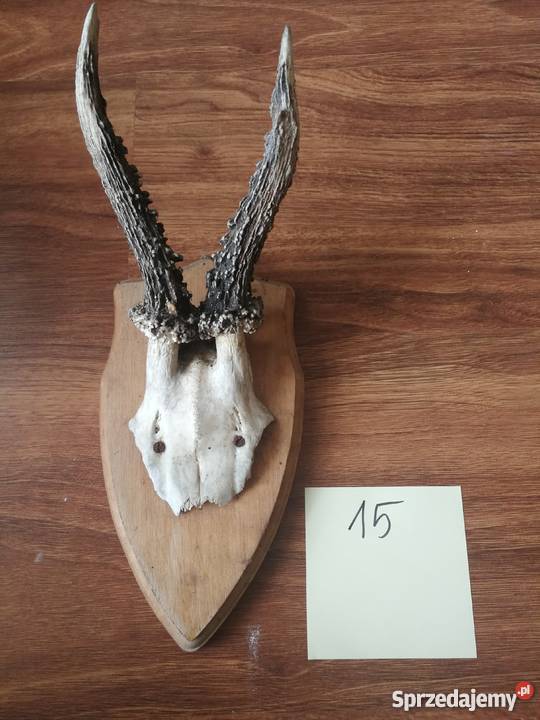 Poroża kozłów i szable dzika łódzkie Łódź