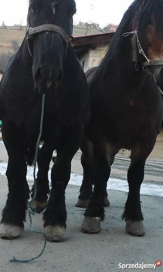 Sprzedam konie Limanowa