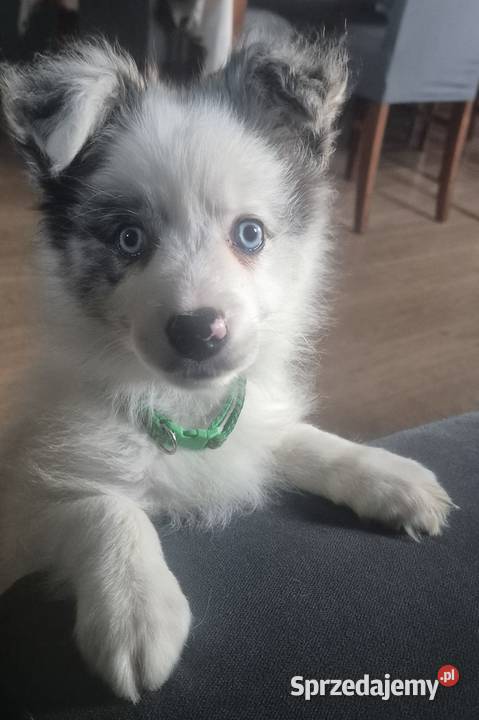 Border collie piesek wielkopolskie Łobżenica