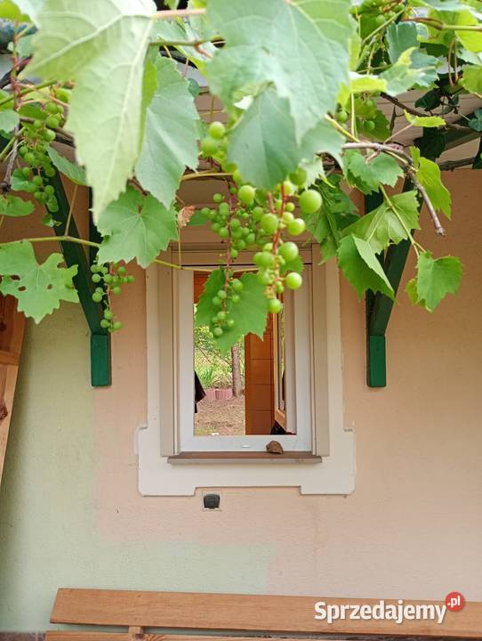 Działka ROD Bonarka Kraków