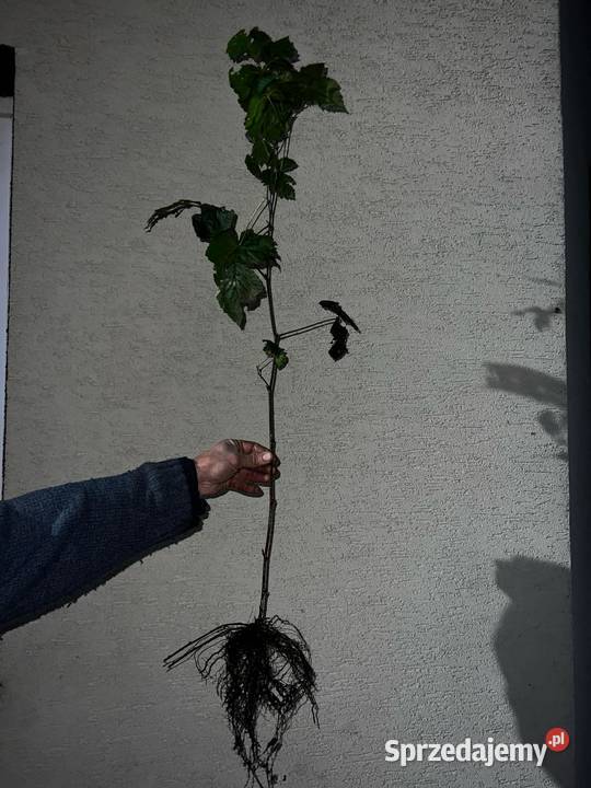 Jeżyna popielica sadzonki Jasło