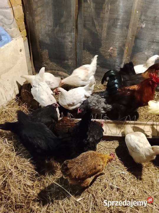 Sprzedam kury nioski Drób i ptactwo